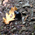 Earth-boring Dung Beetle