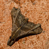 Faint-spotted palthis