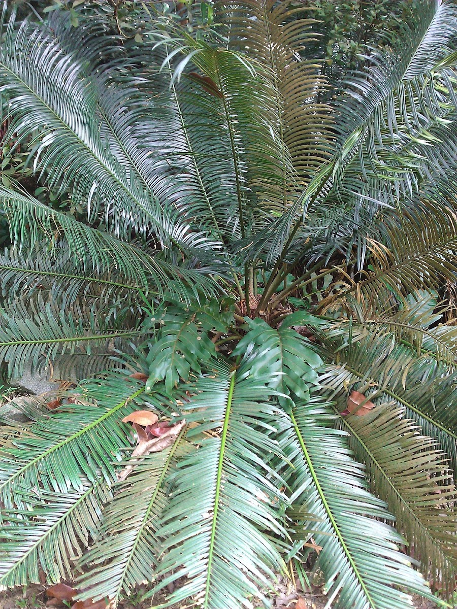 Cycas sp