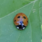 Seven-spotted Ladybug