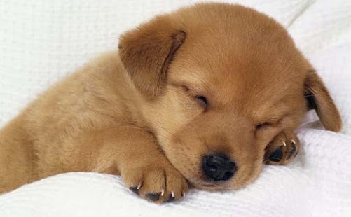 Free Download Puzzle - Puppies APK for Android