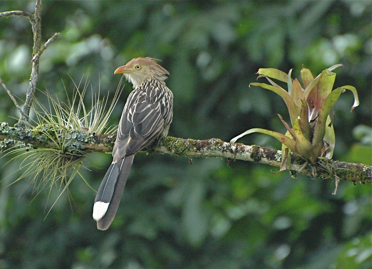 Guira cuckoo