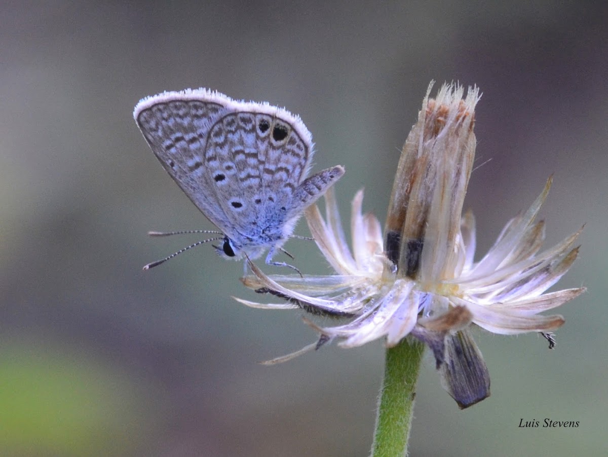 Ceraunus Blue