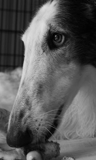 Borzoi Wallpapers