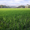 Rice, Palay, Humay