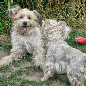 by Anca Schipor - Animals - Dogs Playing