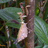 Louva-Deus folha-seca (Dry leaf mantis)