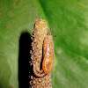 Yellow-shelled Semi-Slugs
