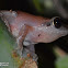 Kani Bushfrog, Kani Bush Frog