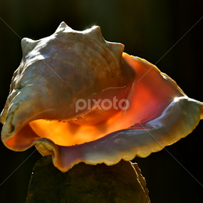 Conch Shell by Kathleen Koehlmoos - Artistic Objects Still Life