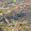 Four-spotted Pennant