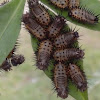 [SF] Tortoise beetle - larvae