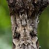 Sphingidae moth