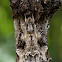Sphingidae moth