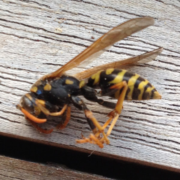 Western yellow jacket (dead) Project Noah