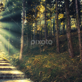 dreamy forest by Boris Romac - Instagram & Mobile Other