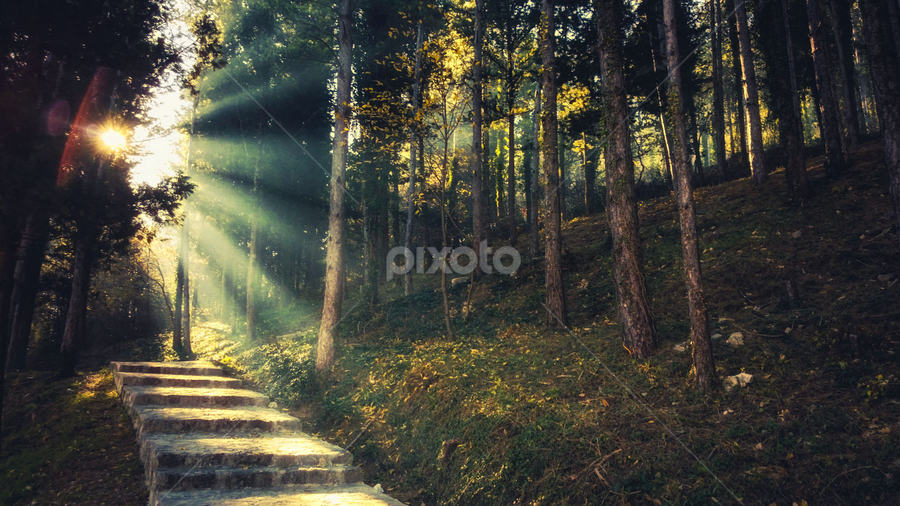 dreamy forest by Boris Romac - Instagram & Mobile Other