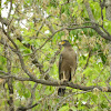 Crested Serpent Eagle