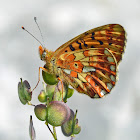 Pearl-bordered Fritillary