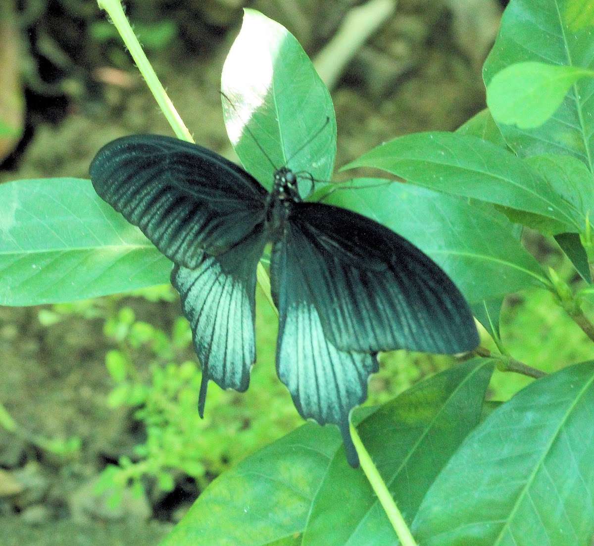 Great Mormon  Butterfly