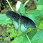 Great Mormon  Butterfly