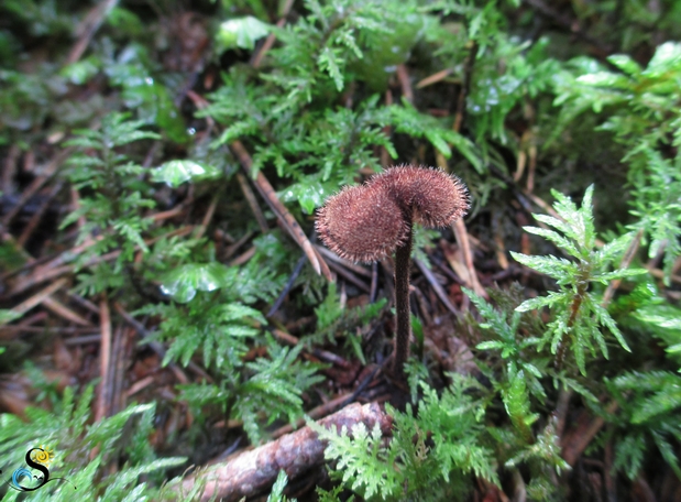 Pinecone mushroom, the cone tooth, or the ear-pick fungus