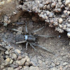 Wolf Spider With an Ectoparasite