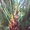 canary island date palm