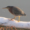 Green Heron