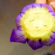 櫻の田野休閒養生館