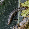 Oecophoridae Moth Caterpillar