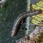 Oecophoridae Moth Caterpillar
