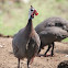 Helmeted Guineafowl