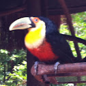 Red-breasted Toucan or green-billed toucan