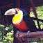 Red-breasted Toucan or green-billed toucan