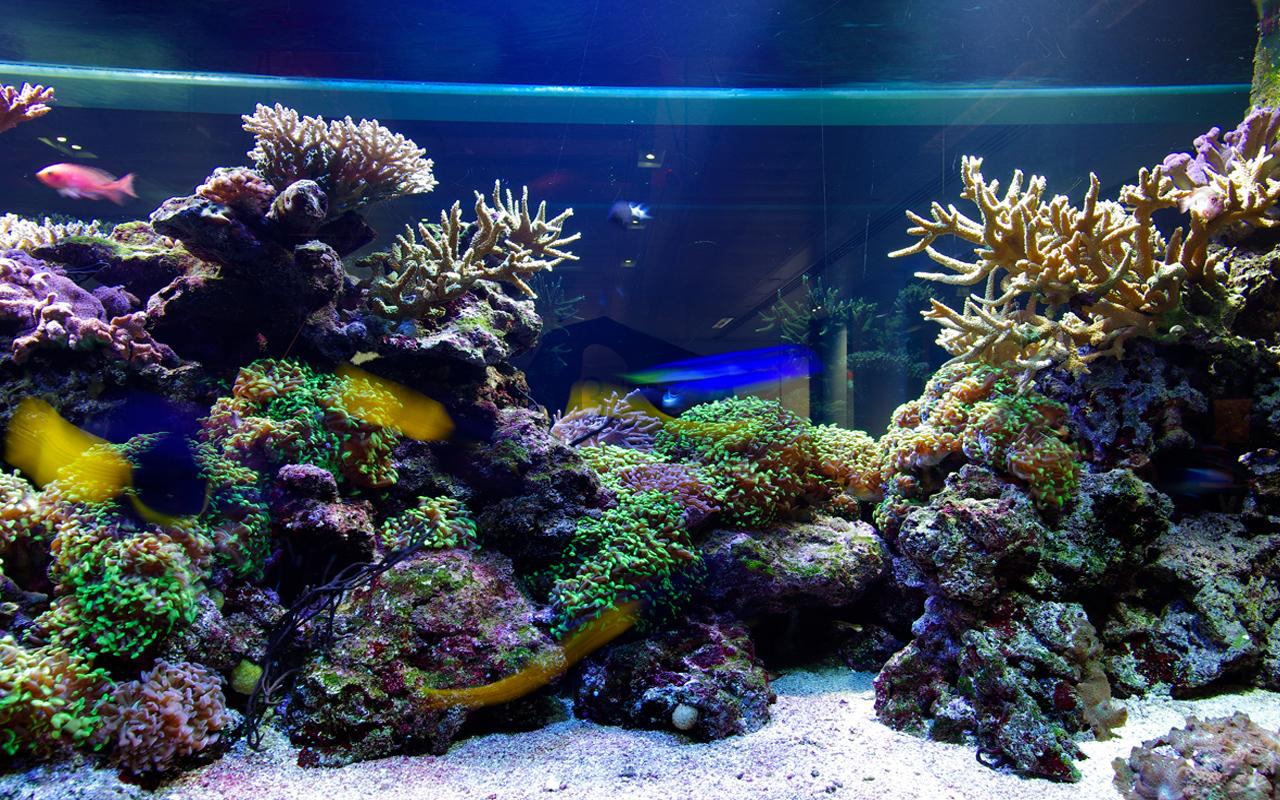 Aquarium Live Wallpaper Android Apps On Google Play