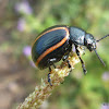 Aerarium Leaf Beetle
