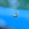 House Spider