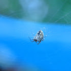 House Spider