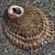 Unknown Limpet