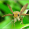 Little Branded Swift Butterfly (Female)