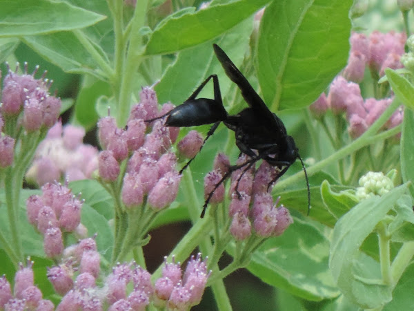 Blue-Black Spider Wasp | Project Noah