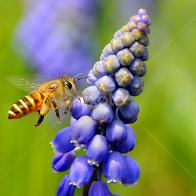 Hyacinthus Orientalis and Honey Bee by Leka Huie - Flowers Single Flower