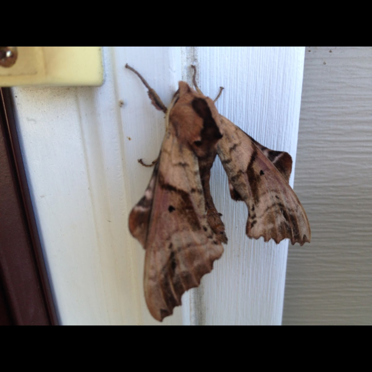 Blinded Sphinx Moth