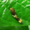 Papilio larvae