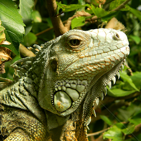 by Monique Bouwer - Animals Reptiles