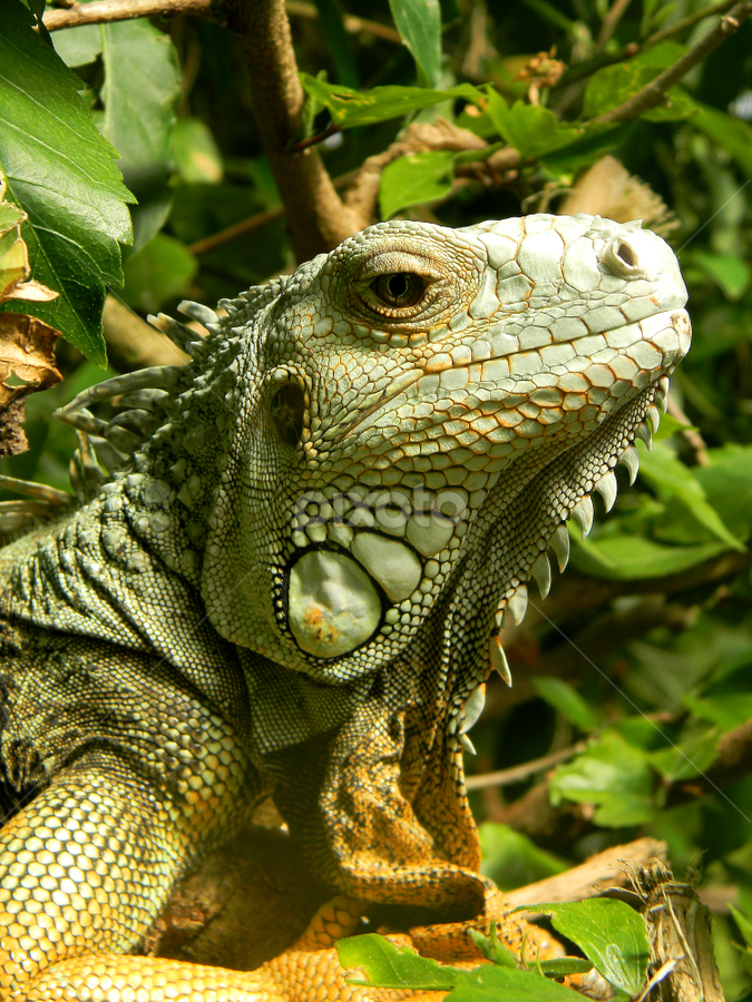 by Monique Bouwer - Animals Reptiles