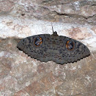 Owl Moth