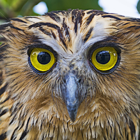 HANTUNYA BURUNG by Ilham Abdi - Animals Birds