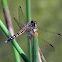 Blue Dasher